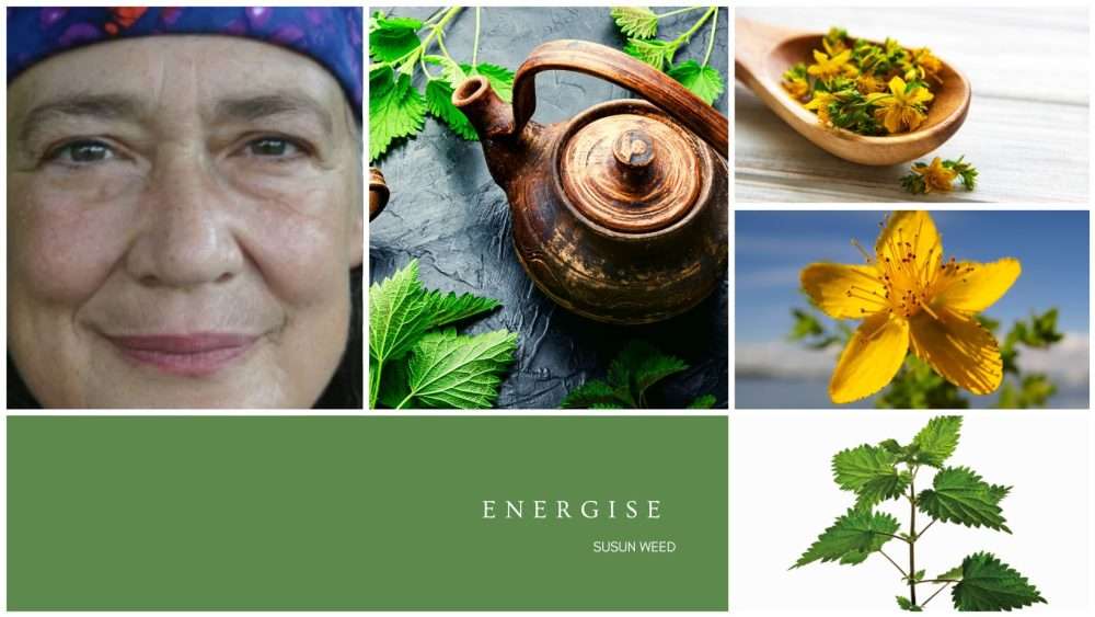 St Johns Wort and Stinging Nettle 1